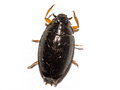 Gyrinus substriatus